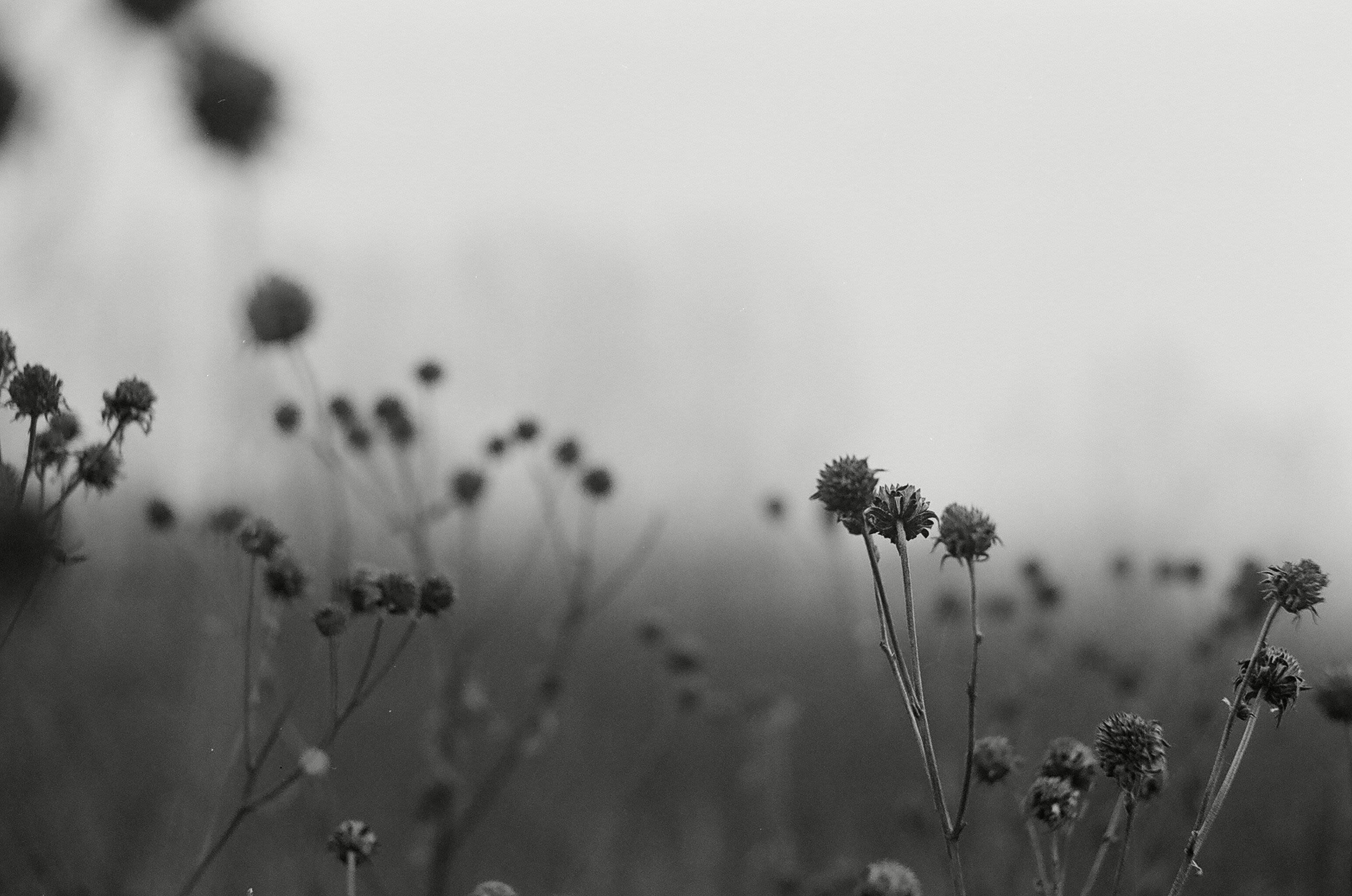 grayscale photography of flowers